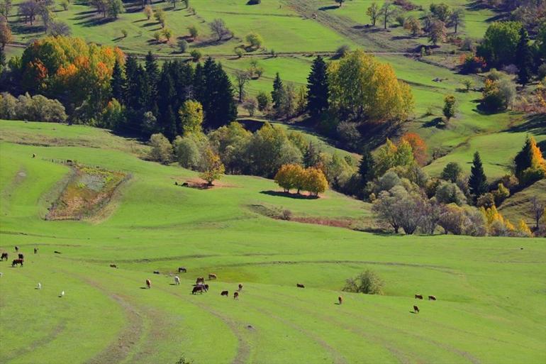 Artvin sonbaharda fotoğraf tutkunlarını cezbediyor