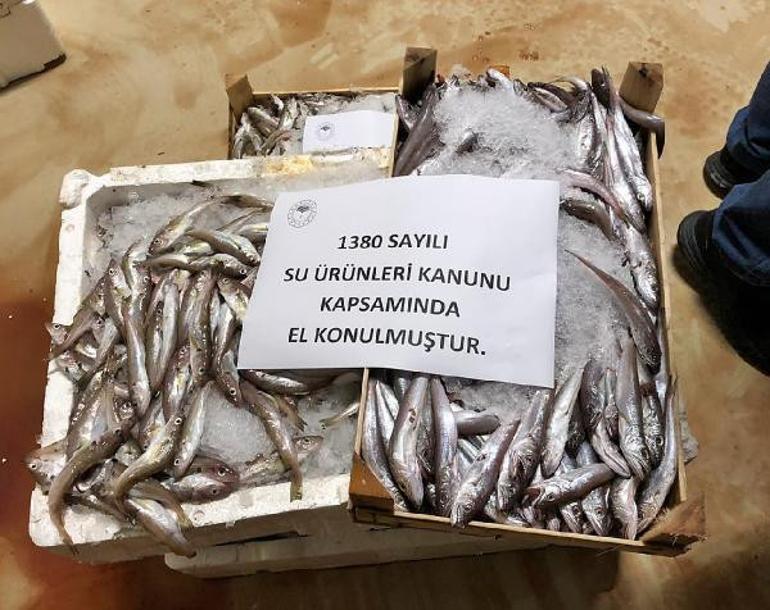 Boy yasağına uymayan 8,5 ton balığa el koyuldu Son Dakika Haber