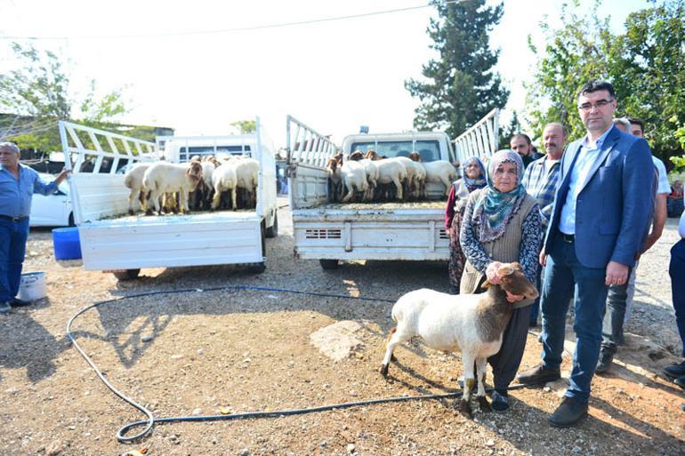 Koyunları çalınan Ayşe teyze gözyaşlarını tutamadı! Bakan Pakdemirli olaya müdahale etti