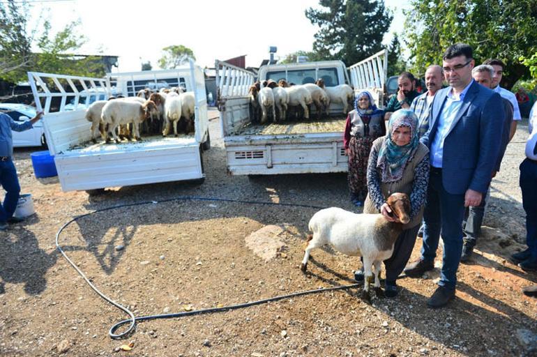 Koyunları çalınan Ayşe teyze gözyaşlarını tutamadı! Bakan Pakdemirli olaya müdahale etti