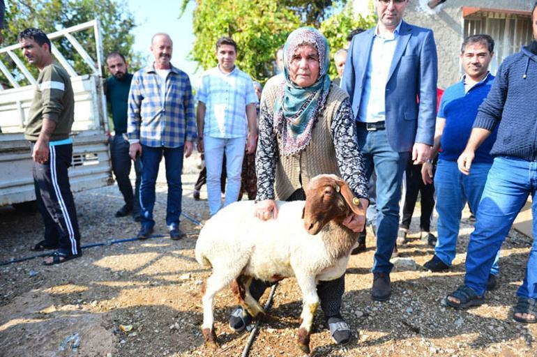 Koyunları çalınan Ayşe teyze gözyaşlarını tutamadı Bakan Pakdemirli olaya müdahale etti