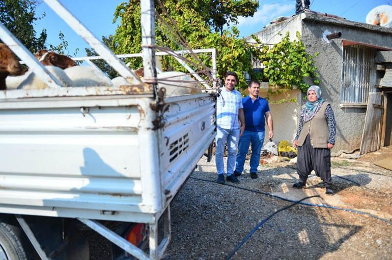 Koyunları çalınan Ayşe teyze gözyaşlarını tutamadı! Bakan Pakdemirli olaya müdahale etti