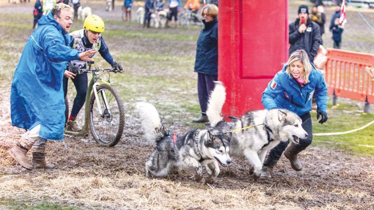 Bir garip yarışma: Dünya Köpek Kızağı Şampiyonası