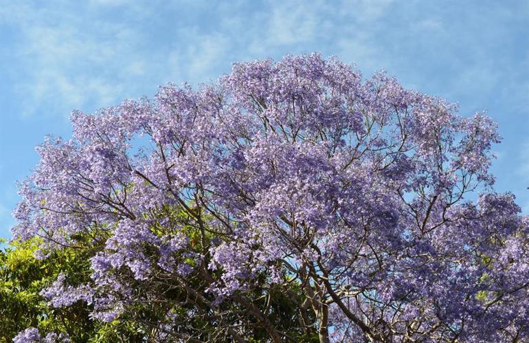 Sydney’i süsleyen mor güzellik: Jakaranda ağaçları