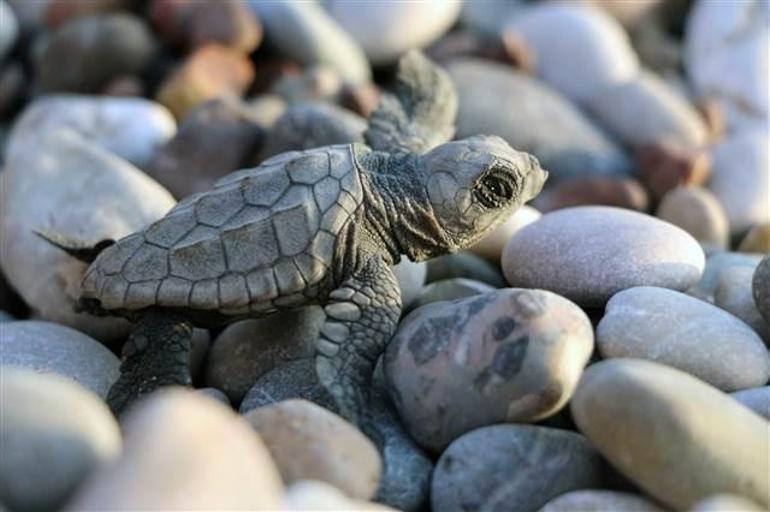 Caretta caretta yuvaları eğlence uğruna tahrip ediliyor