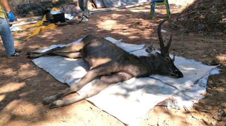 Geyiğin midesinden plastik poşet ve erkek iç çamaşırı dahil 7 kilo çöp çıktı