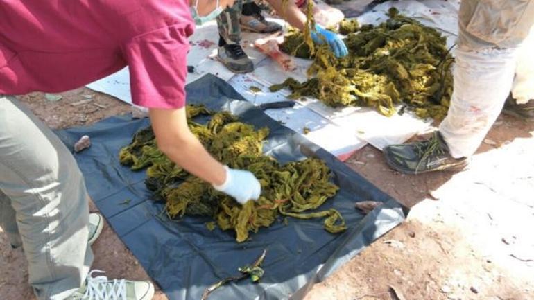 Geyiğin midesinden plastik poşet ve erkek iç çamaşırı dahil 7 kilo çöp çıktı