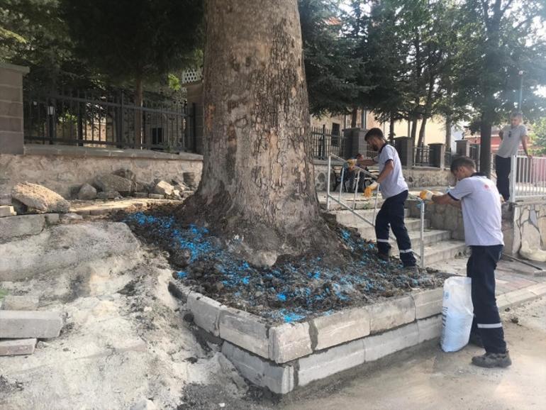 Anadolu medeniyetlerini doyuran zeytin ağacı koruma altında