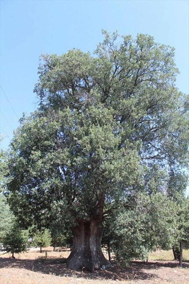 Anadolu medeniyetlerini doyuran zeytin ağacı koruma altında