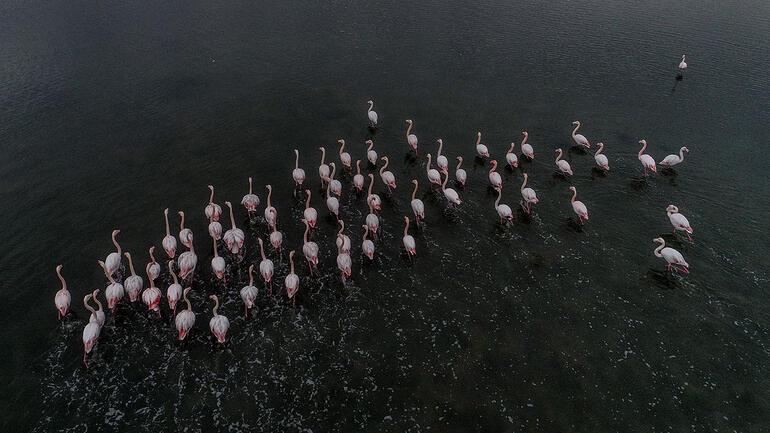 Hersek Kuş Cenneti flamingolarla bir başka güzel