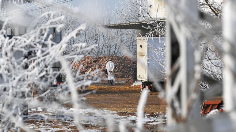 115 bin ördek itlaf edildi