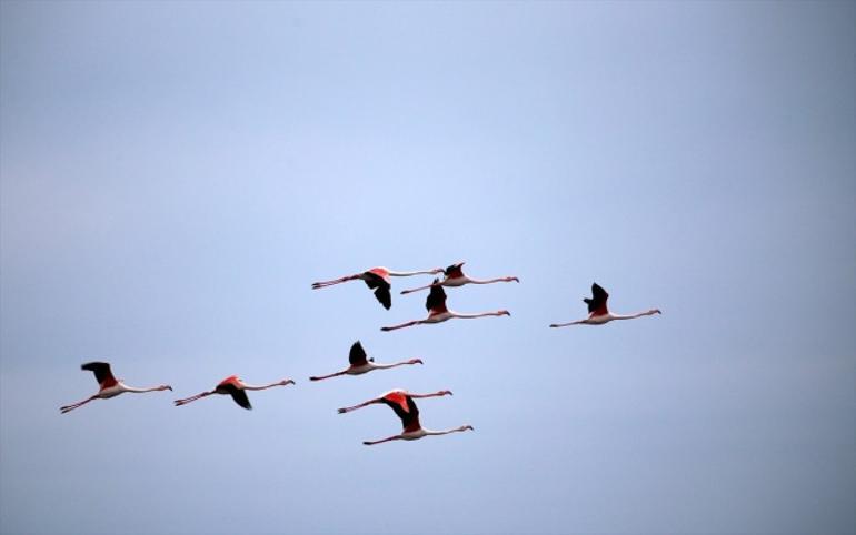 Gala Gölü flamingolarla renklendi