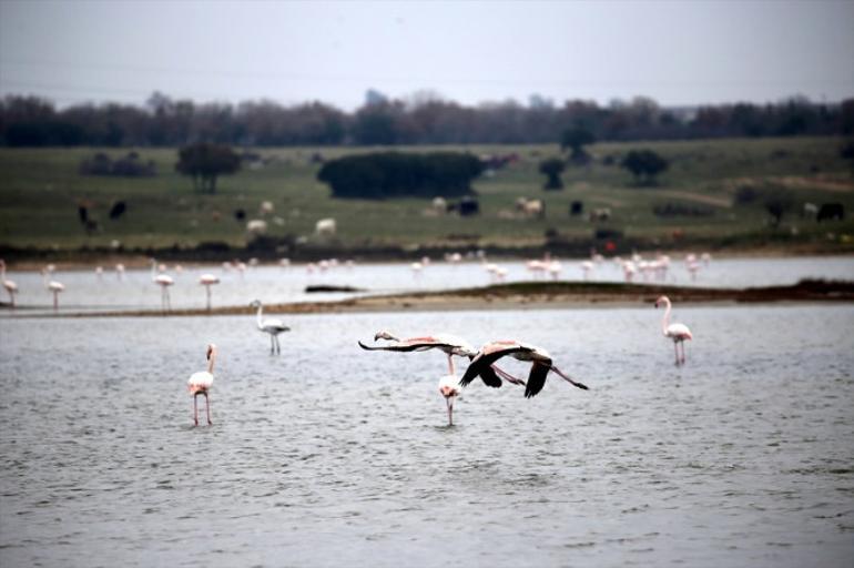 Gala Gölü flamingolarla renklendi