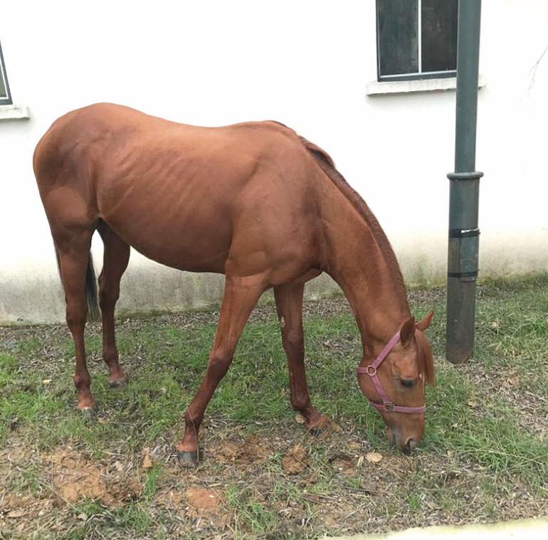 Son dakika haberi: Kividen, muzdan kuru samana... Reza Zarrabın atı ‘Dayım benim’ ne hallere düştü