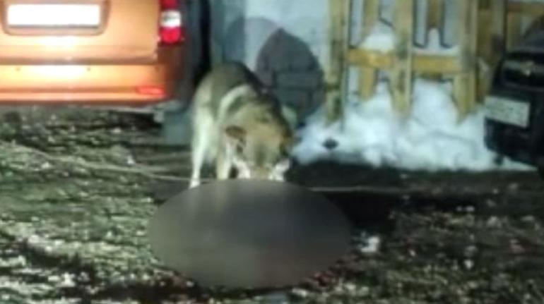 Ac Kalan Kurtlar Sehre Indi Guncel Haberler