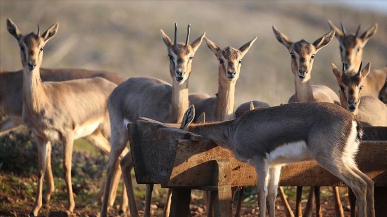 Gazella gazella türü dağ ceylanları Hatay'da hızla çoğalıyor