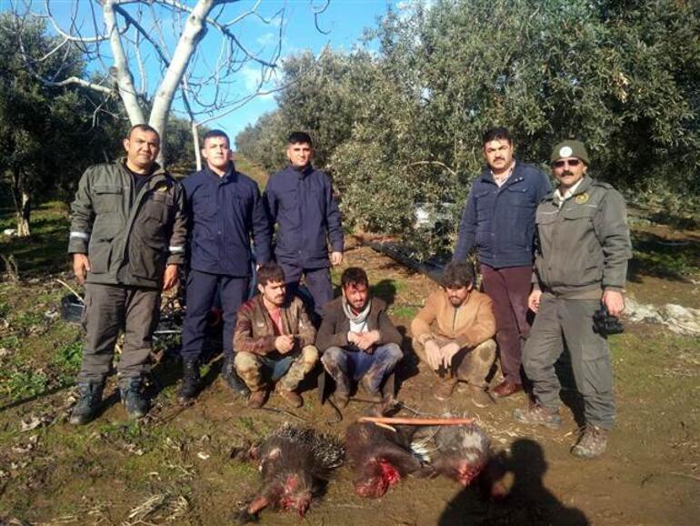 A Syrian hedgehog hunting an arrowed hedgehog for 3 people 40 thousand pounds