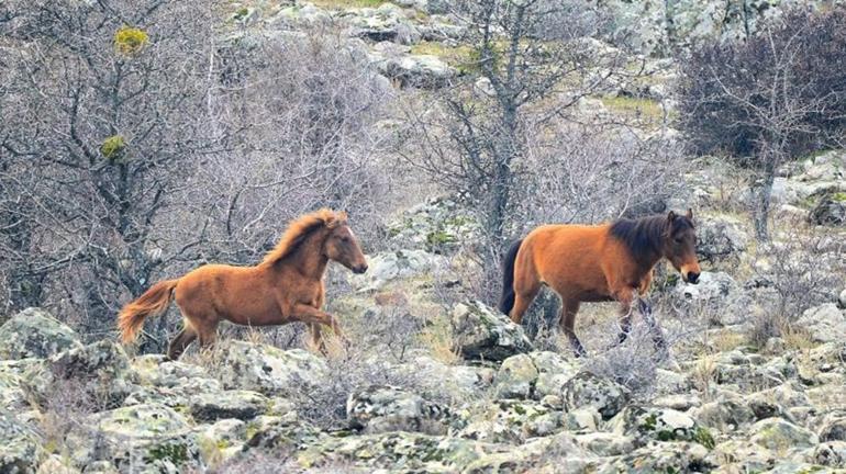 Murat Dağı'nın yılkı atları