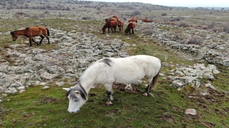 Murat Dağı'nın yılkı atları