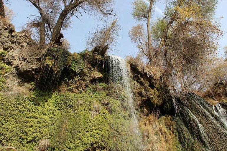 Dünyada nadir görülüyordu, koruma atına alındı