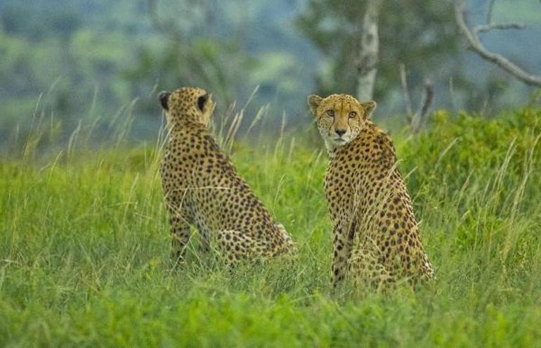 Yaban hayatı fotoğrafçılarının Güney Afrika'daki tehlikeli yolculuğu