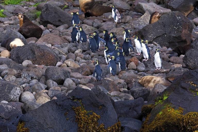 Dünyanın en yalnız adası Tristan-Cunha