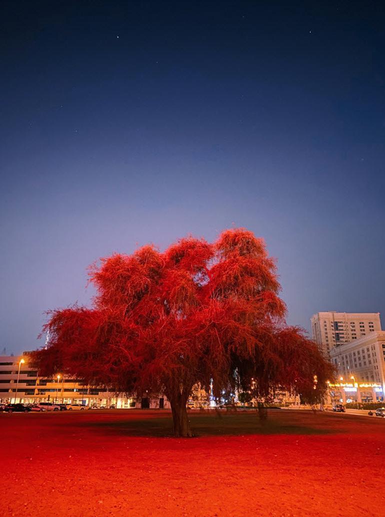 iPhone ile çekilen en iyi Gece modu fotoğrafı yarışmasının kazananları belli oldu