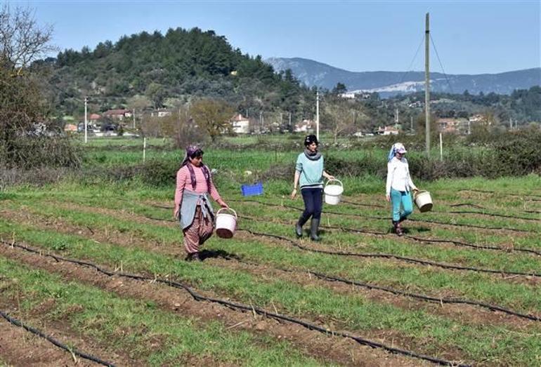 Kariyerini bırakıp, kuşkonmaz üretmeye başladı