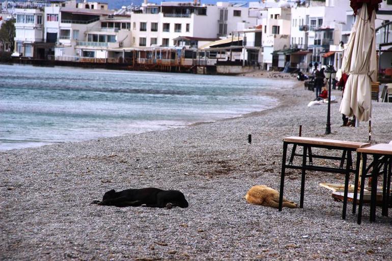 Bodrum'un dünyaca ünlü sahilleri sokak hayvanlarına kaldı