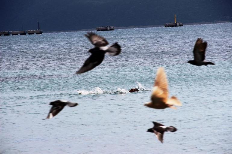 Bodrum'un dünyaca ünlü sahilleri sokak hayvanlarına kaldı