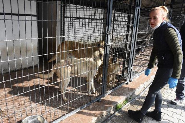 Corona Virüs korkusuyla hayvanları sokaklara terk ediyorlar