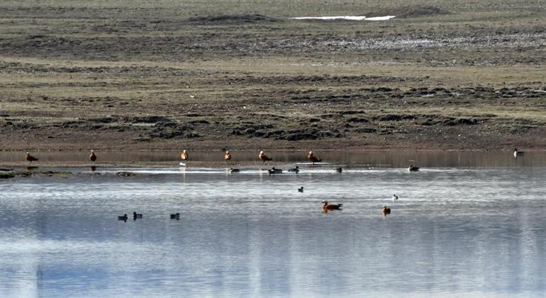 Kars'ta canlanan doğa kuşlarla şenlendi