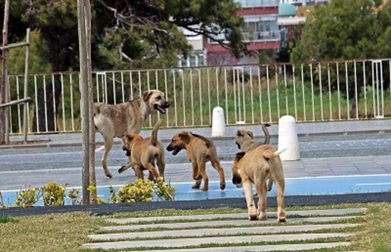 Dünyaca ünlü sahil onlara kaldı