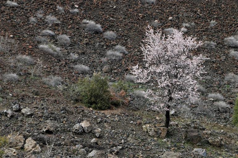 'Yanık Ülke' ilkbaharla renklendi