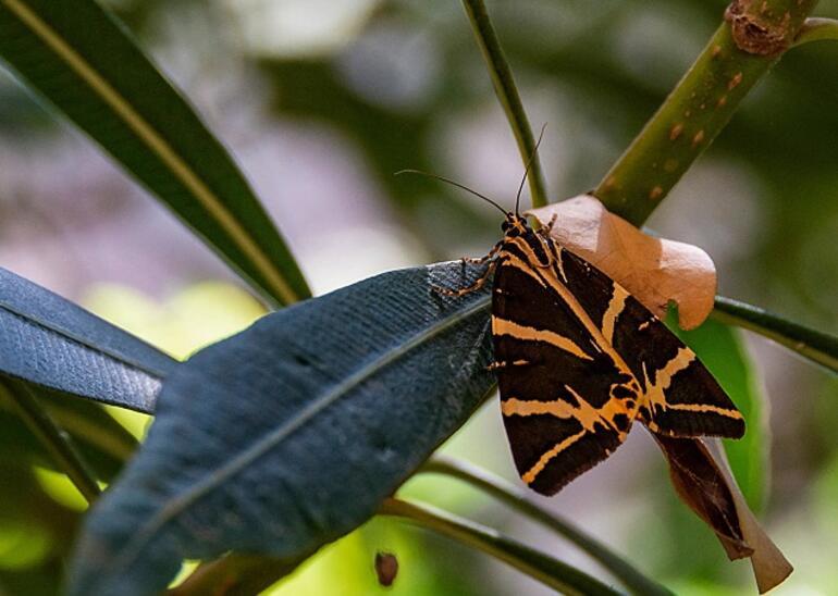 Masmavi bir masal: Kelebekler Vadisi