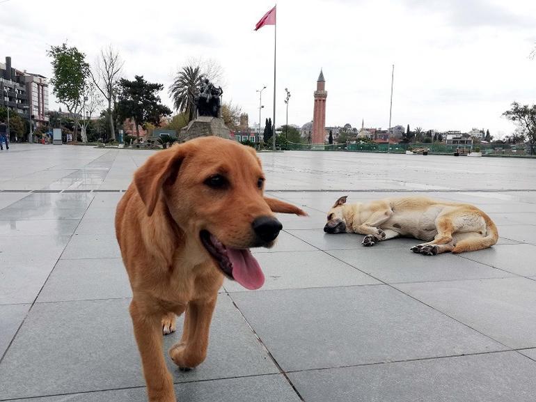 Meydanlar sokak hayvanlarına kaldı