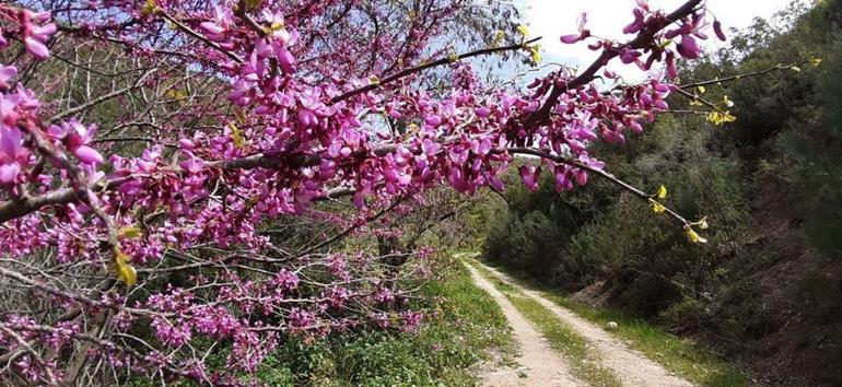 Kuşadası’nın arkasındaki cennet bahçesi: Bahçecik Boğazı