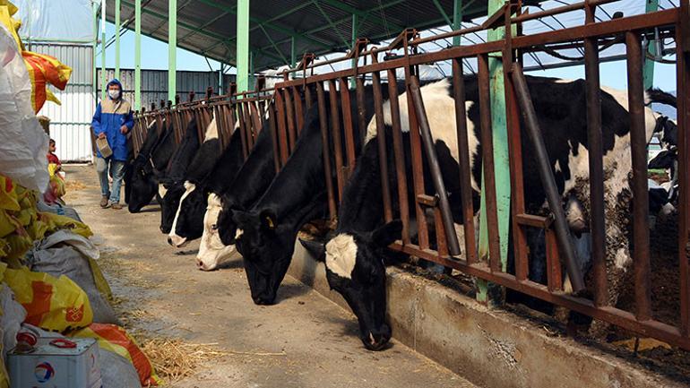 Türkiyenin sebze ve meyve üssü Antalyada üretim aralıksız sürdü