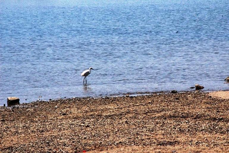 Bodrum’a sessizlik çökünce Gümbet sahilinde görüldü