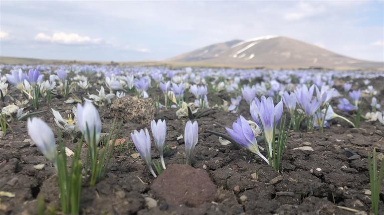 Kars'ta kardelenlerin renk cümbüşü