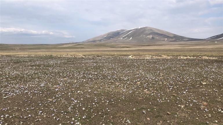 Kars'ta kardelenlerin renk cümbüşü