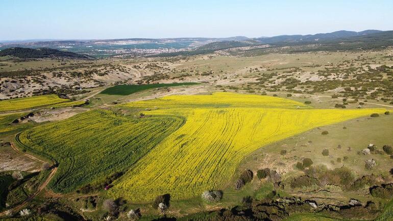 Trakya'da kanola, tarlaları sarıya boyadı
