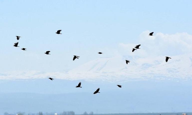 Nesli tehlike altında olan kuşlar Muş Ovası’nda hayat buluyor