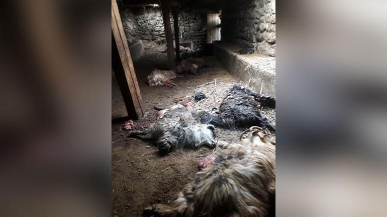 Hakkaride ayı, bu kez 25 koyunu telef etti