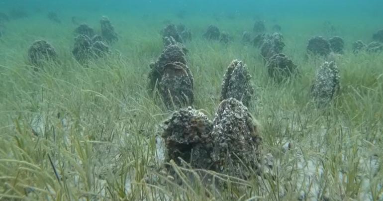 Çanakkale Boğazı'nda 'Pina' mezarlığı görüntülendi