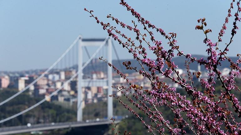 Erguvanlar İstanbul Boğazı'nı taçlandırdı