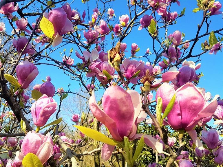 İstanbul için sakura zamanı: Nezahat Gökyiğit Botanik Bahçesi