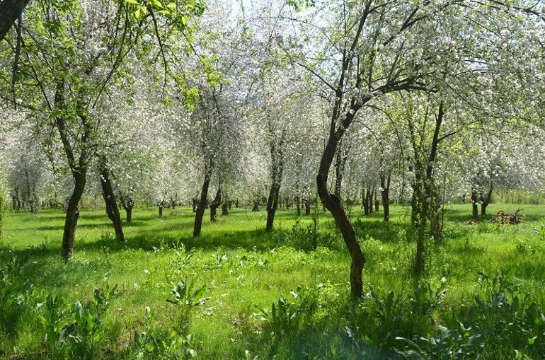 Şırnak'ta çiçek açan elma ağaçları kartpostallık görüntüler oluşturdu