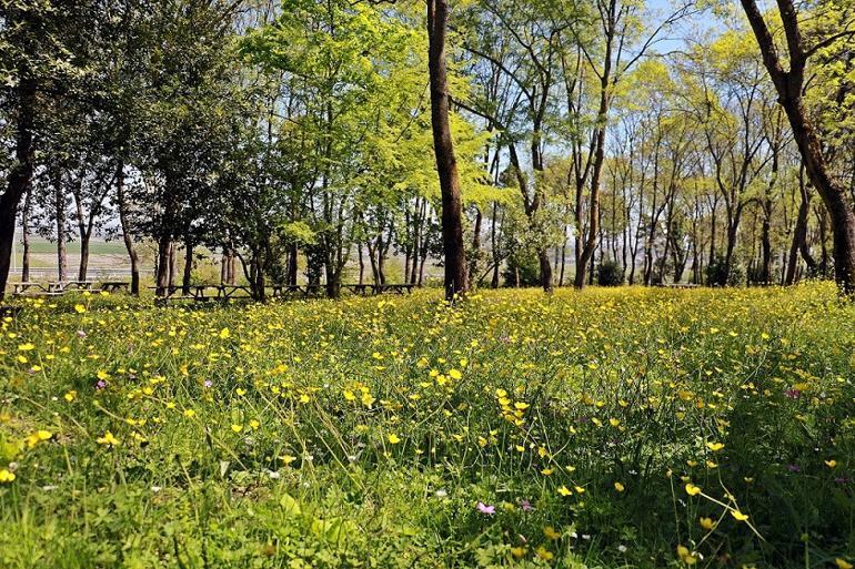 Sarıgazel Tabiat Parkı, sarıya büründü