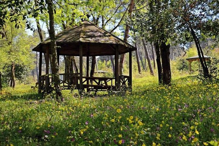 Sarıgazel Tabiat Parkı, sarıya büründü